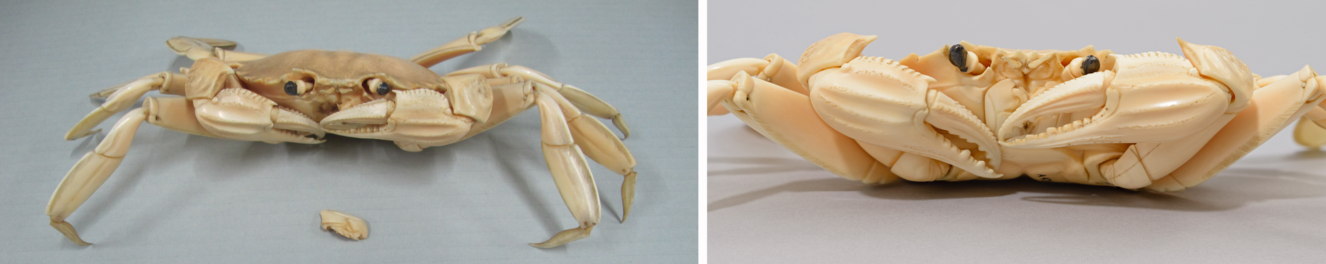 Left: angled front view of ivory crab: the ivory is covered with a layer of dust and dirt and a part of the mouth is detached. Right: front view of the main body of the crab after cleaning and repairs: the ivory has regained its natural warm colour and lustre.